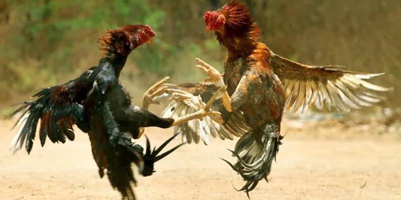 Đá Gà NEW88 Có Gì Hấp Dẫn Đến Vậy? 5 Quan sát bảng thành tích